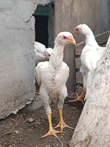 heyratı shamo: O shamo iki ay.35 azn bir ededi. Sumqayit. 20 eded var cem alana lalafo.az -da heyratı shamo: O shamo iki ay.35 azn bir ededi. Sumqayit. 20 eded var cem alana