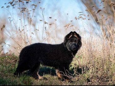 İtlər: Alman çoban iti, 2 ay, Erkek, Sənədli, Pulsuz çatdırılma — 14