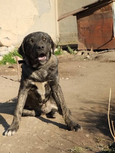 ошейник для собак на заказ: Кыргызская пастушья "добот" 9 мес кобель, его отец и мать пасут овец в
