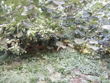 Həyət evləri və villaların satışı: 1 otaqlı, 225 kv. m, Kredit yoxdur, Orta təmir -da lalafo.az — 4 Həyət evləri və villaların satışı: 1 otaqlı, 225 kv. m, Kredit yoxdur, Orta təmir — 4