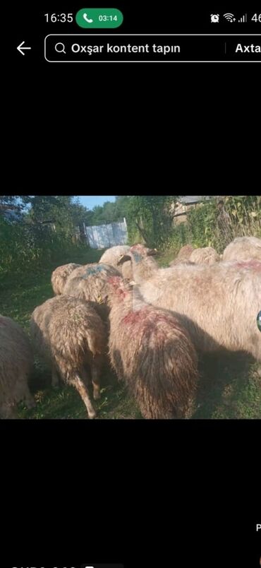 Inəklər, öküzlər: Qoyun sürüsü – ət və yun istiqamətli yerli cinslər - Şəkillərdə