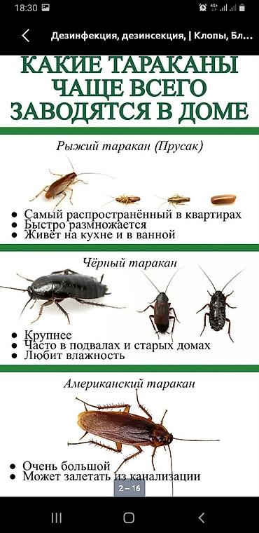 дезинсекция клопов в бишкеке холодным туманом отзывы: Дезинфекция, дезинсекция, | Клопы, | Квартиры — 5