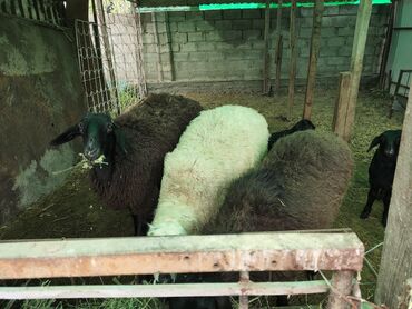 Бараны, овцы: Продаю Баранов 5 ярак и три ягненка