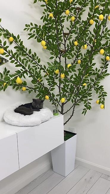 Искусственные цветы: Dibçek evimiz mağazasından 160 azn alnıb limon ağaci ile birge satılır — 2