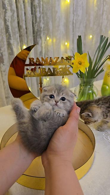 Pişiklər: Şotland — 12