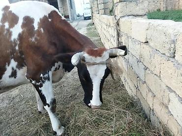 it ve qiz sekilleri: Süd verən inək təxmini 20 litirə qədər süd verir 4-cü qadındı boğazdır — 3
