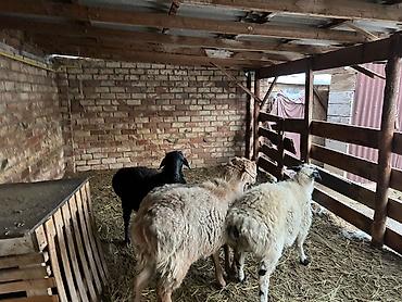 Баран, овца: Продаю | Баран (самец) — 4