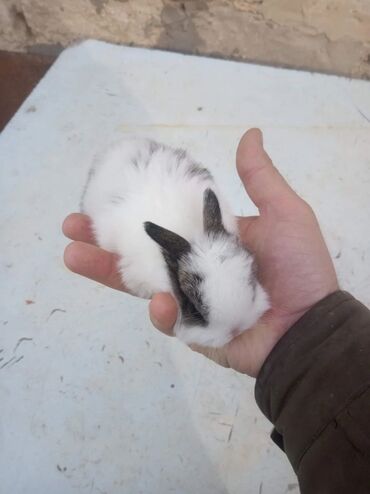 Dovşanlar: 🟠 Ev dovşanı balalarına super endirim kampaniyası. müvəqqəti olaraq 50 — 2