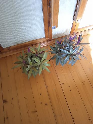 Otaq bitkiləri: Сциндапсус N-Joy — 23