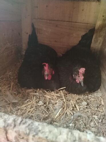 Inəklər, öküzlər: Toyuq, Australorp, Yumurtalıq, Ünvandan götürmə, Ödənişli çatdırılma