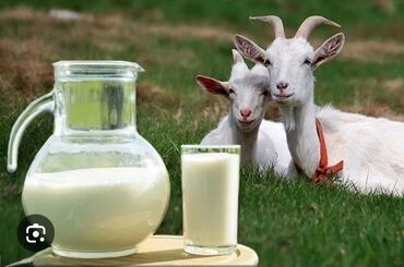 альпийская коза: Эчкинин суту сатылат! Козье молоко парода альпийская. Дареги: Ош