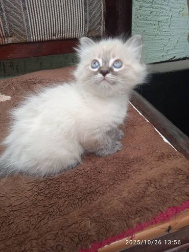 рэгдолл цена: Мышык бекер берилет: Рэгдолл, Ургаачы, Лотокко барууга үйрөтүлгөн