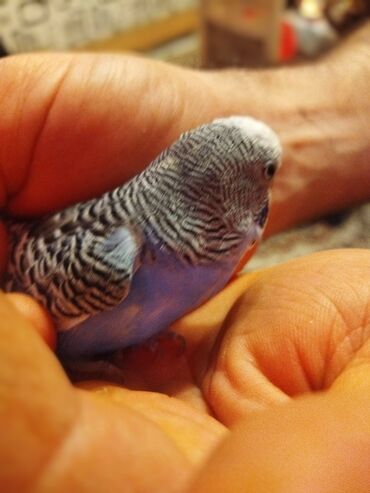 Tutuquşları: Məhəbbət quşları satilir cüt əl quslari bala verməyə meili təcili — 14