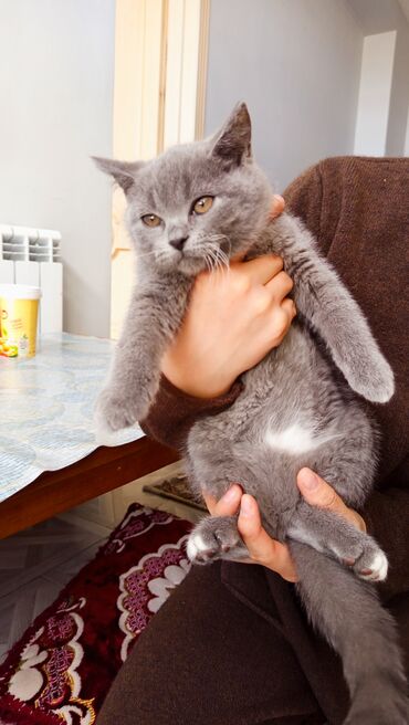 сибирская вислоухая кошка: Очаровательный короткошерстный котенок с плюшевой шерстью серого