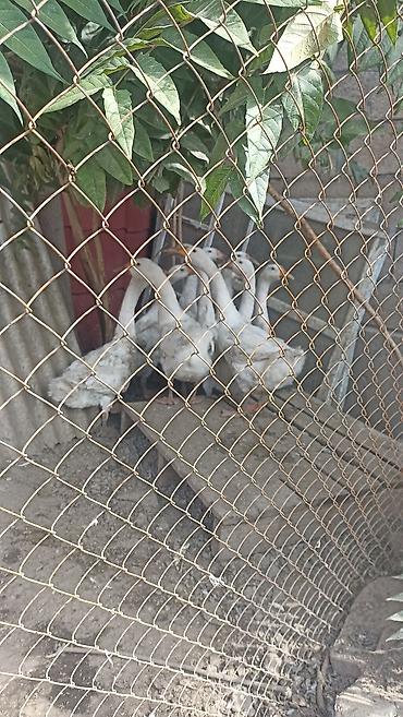 Индюки: Продаю | Куры | Домашняя | Для разведения — 2