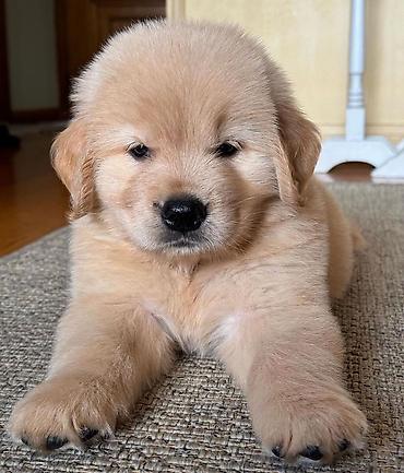 İtlər: Labrador-retriver, 1 ay, Erkek — 26