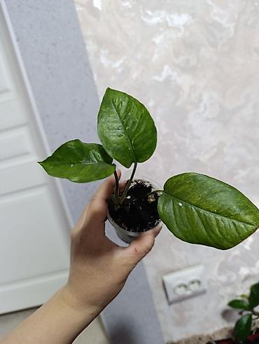 Сингониумы: Распродажа сортовых и редких комнатных растений, цены и названия — 8