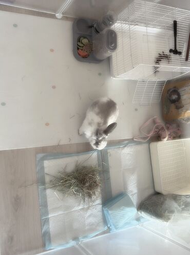 Декоративные кролики: Полный набор для содержания декоративного кролика. В комплекте: - — 1