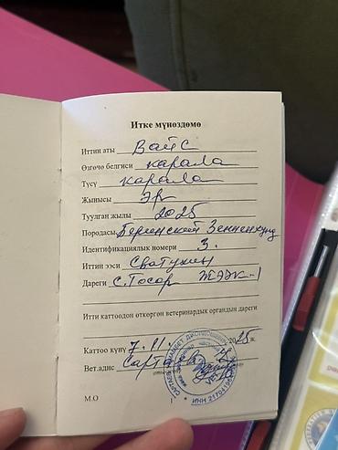 Продажа собак: Бернский зенненхунд, 6 месяцев, Самец, С прививкой — 10