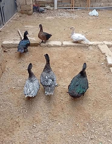 at satiram: Orginal Lal ördək. 7 ədəd. 5 Ayına keçiblər. 3 Erkey 4 dişi. Ağır — 1