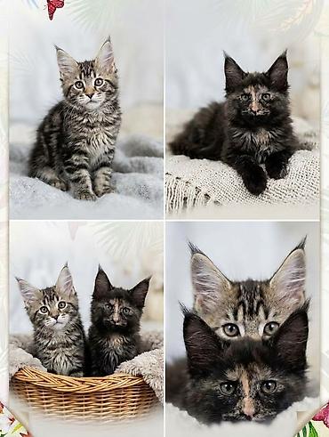 витамины для роста овец: Гиганты Кошачьего мира❤️ Мейн-Куны❤️❤️❤️Монопольный Мини питомник — 1
