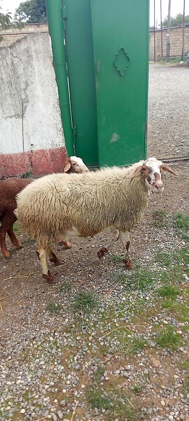 qoyun quyruğu: Qoyun və quzu – ana bala dəsti - Növ: yerli qoyun (ana) və eyni rəng — 3