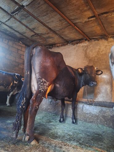 sud veren inek satilir: Dişi, il: 3, 500 kq, Damazlıq, Südlük