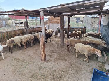 Inəklər, öküzlər: 37dənə quzunu 18 erkək 19 dişi bordağ heyvandır isdəyən olsa təmiz