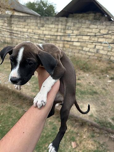 labrador it: Pitbul, 1 ay, Erkək, Pulsuz çatdırılma — 6