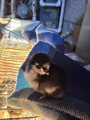 brama toyuqları: Temiz qan avstrolop cücələri satılır. 7 gunluk. Mayalidir. Qiymet 2 — 1