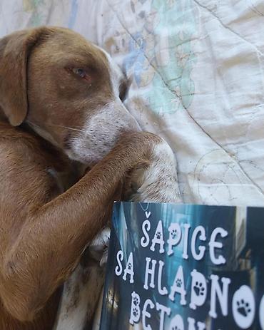 Knjige: Šapice sa hladnog betona – Tina Horvat - Knjiga: zbirka kratkih priča — 12