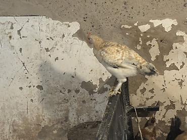 Cücələr: Toyuq cücələri, Ətlik — 2