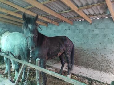 собака продажа: Байтал семиз баасы 120