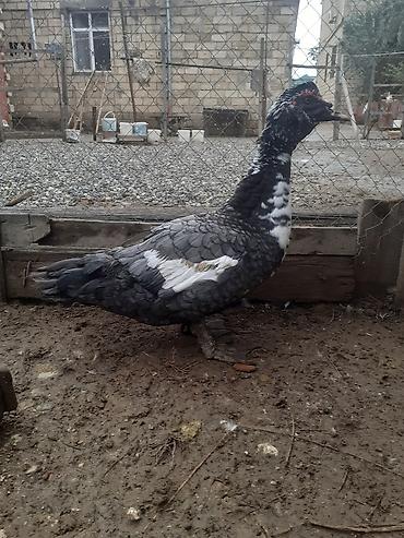 lal ordəy: Erkək, | Macar, Damazlıq, Ünvandan götürmə — 3