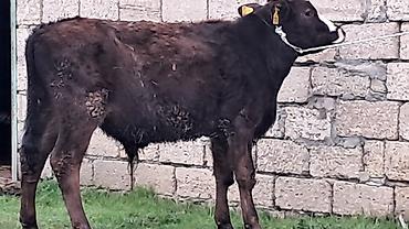 Inəklər, öküzlər: Erkək, Simental, il: 4, 550 kq — 5