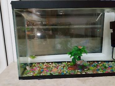 akvarium balıqları: Salam satilir hərşey daxil cəmi 30 azn — 10