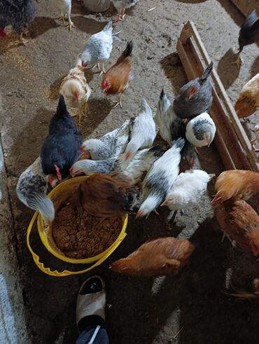 Hinduşka: Məhsul: Hind quşları və çolpalar. Fərə hindquşu kq-20azn, Xoruz — 11