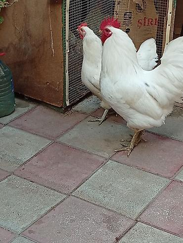 Toyuq, Damazlıq, Ünvandan götürmə lalafo.az -da Toyuq, Damazlıq, Ünvandan götürmə