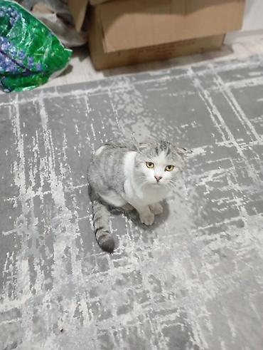 Продажа кошек: Скотиш Фолд (Шотландская вислоухая), 1 год, Мальчик, Биколор, С прививками — 2