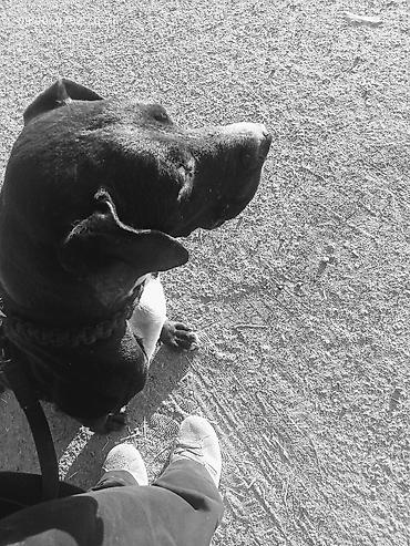 pitbull germany: Отдам даром сучька 3 года кубинский питбуль очень хорошая не кидается — 1