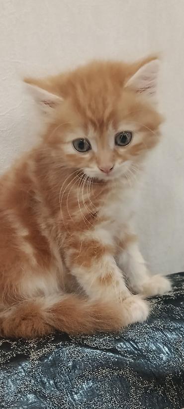pişik pişik: Şinşila long hair cinsli erkek bala tam saglam temiz qum terbiyesi var — 3