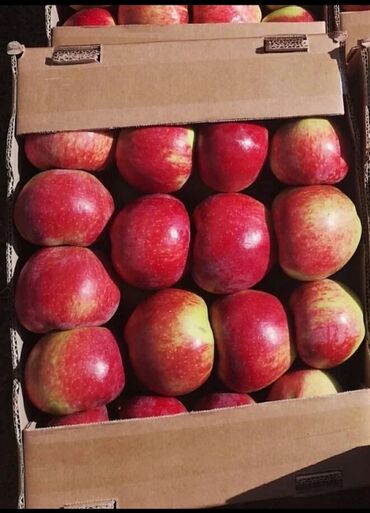 Дом и сад: Продаю Иссыкульские яблоки оптом