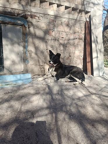 Продажа собак: Колли, 7 месяцев, Самец — 4