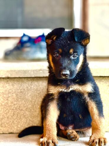 İtlər: •	Yaşı: 4 aylıq (5 aylığa keçəcək) 	•	Tam aktiv və sağlamdır 	•	Bütün — 3