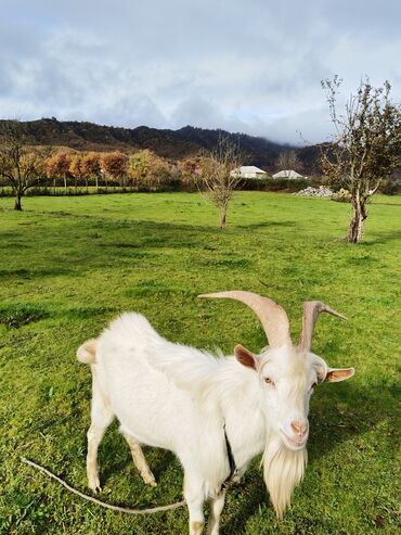 Keçi, çəpiş: Sanen keçiləri satılır. Çəkilisdə heç bir effekt istifadə edilməyib — 4