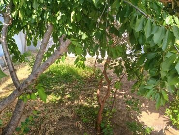 Həyət evləri və villaların satışı: 4 otaqlı, 125 kv. m, Kredit yoxdur, Yeni təmirli — 6