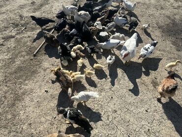 Ördəklər: Salam Aleykum Satılır Ördək Qaz Ördək Cücəsi Toyoq 36 Ədəd Lal Ördək — 6