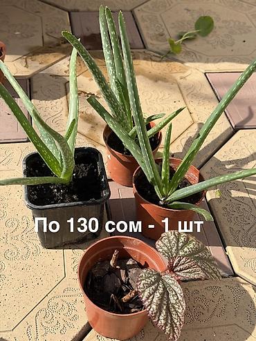 комнатные светы: Продаю домашние растения в горшках - Пилея (Pilea peperomioides) — 4
