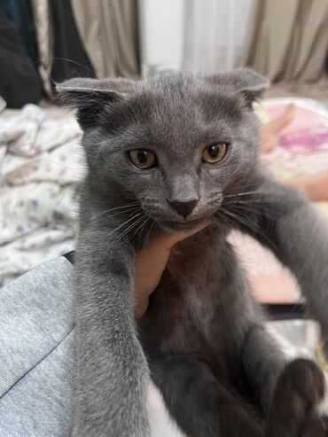 шотландский вислоухий кот: Скотиш Фолд (Шотландская вислоухая), 4 месяца, Мальчик, Серый, Приучена к лотку