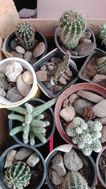 Kaktus: Kaktus — 1